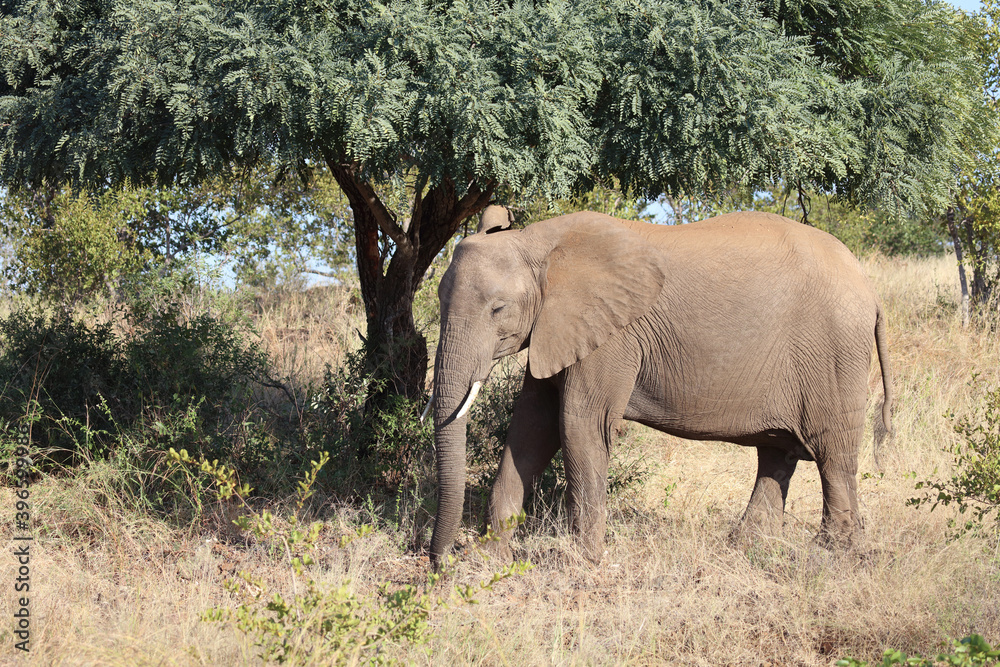 Fototapeta premium Afrikanischer Elefant / African elephant / Loxodonta africana