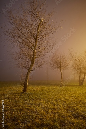 Foggy park at night with distant lamps, misty chill in the air