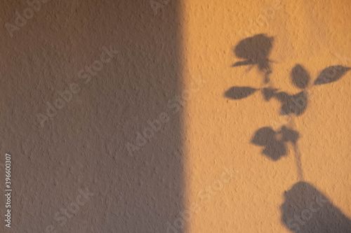 morning shadow from rose flower and girl's hand on the wall photo