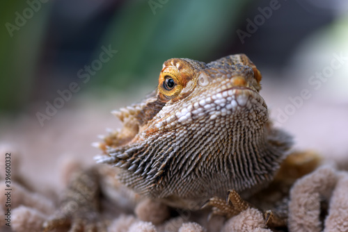 Close up of a forest dragon lizard