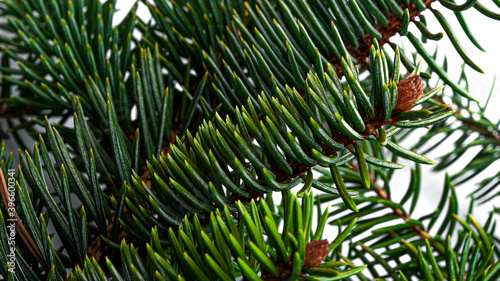Fototapeta Naklejka Na Ścianę i Meble -  Christmas tree branches on a white background. High quality photo
