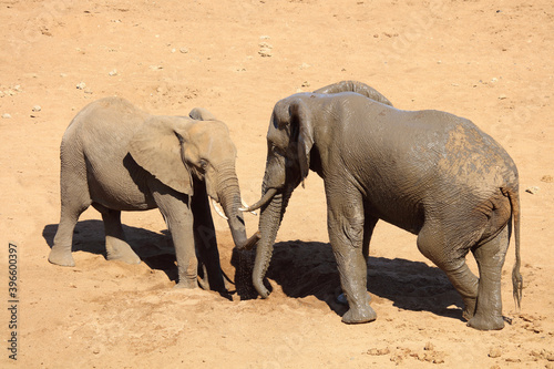 Afrikanischer Elefant   African elephant   Loxodonta africana