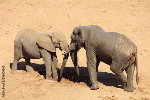 Afrikanischer Elefant   African elephant   Loxodonta africana