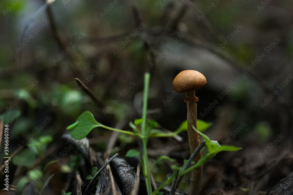 Mushroom growing in wilderness on autumn day, closeup Mushroom growing in wilderness on autumn day, closeup