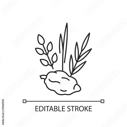 Four species linear icon. Jewish holiday. Etrog, lulav, hadas, arava. Sukkot week-long festival. Thin line customizable illustration. Contour symbol. Vector isolated outline drawing. Editable stroke