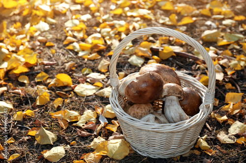 Wicker basket with fresh wild mushrooms in forest
