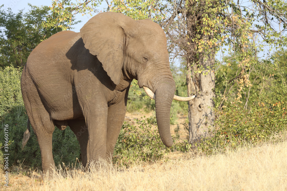 Fototapeta premium Afrikanischer Elefant / African elephant / Loxodonta africana