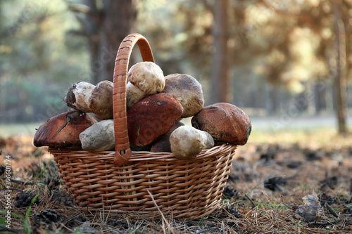 Wicker basket with fresh wild mushrooms in forest, closeup