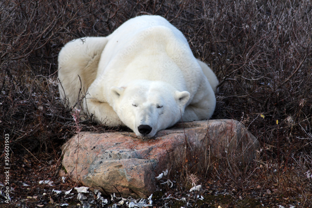 Polar bear on the tundra of Hudson Bay