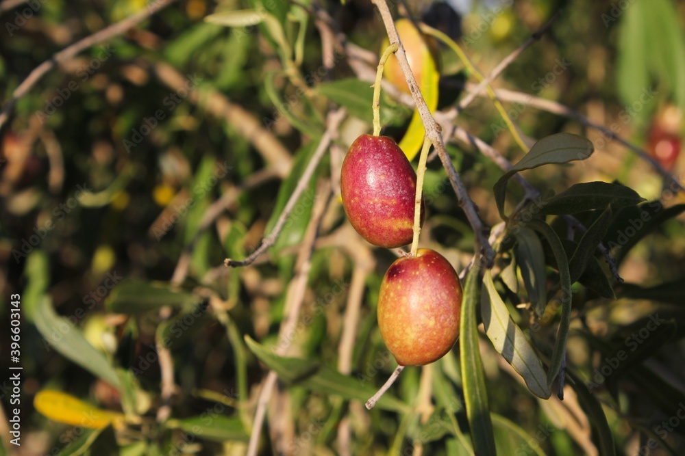 Olives on olive tree branch during autumn in the outskirts of Athens in Attica, Greece. Olives on olive tree branch during autumn in the outskirts of Athens in Attica, Greece.