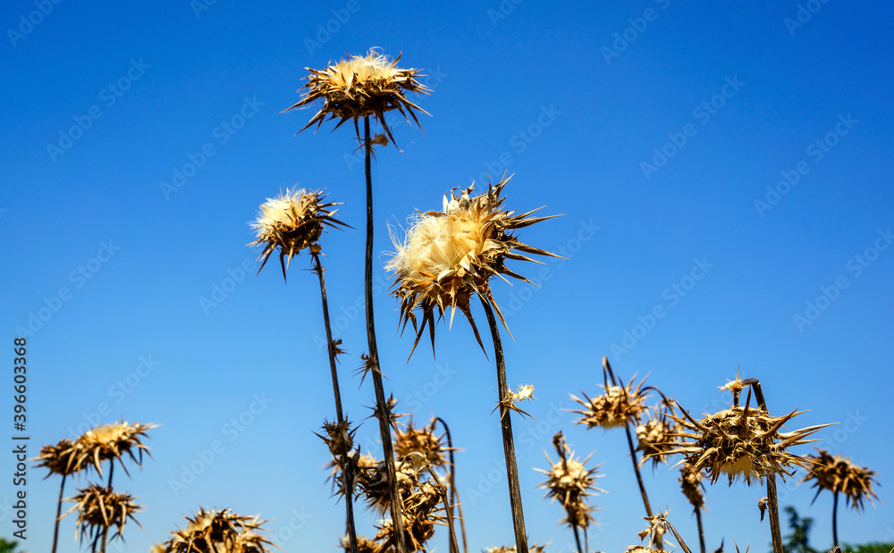 Obraz premium dried artichoke flower