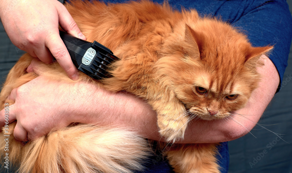 Grooming a domestic cat with an electric car. Care for domestic cats. Caring for Pets.