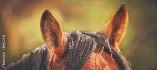 Photography Beautiful fluffy ears of a Bay horse, illuminated by warm sunlight in the summer