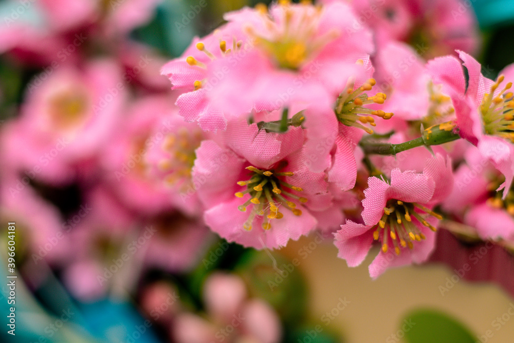 Fototapeta premium Yellow Flowers