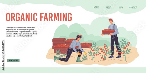 Cartoon flat characters harvesting on the farm - ecological,organic,agriculture concept for web online,site design