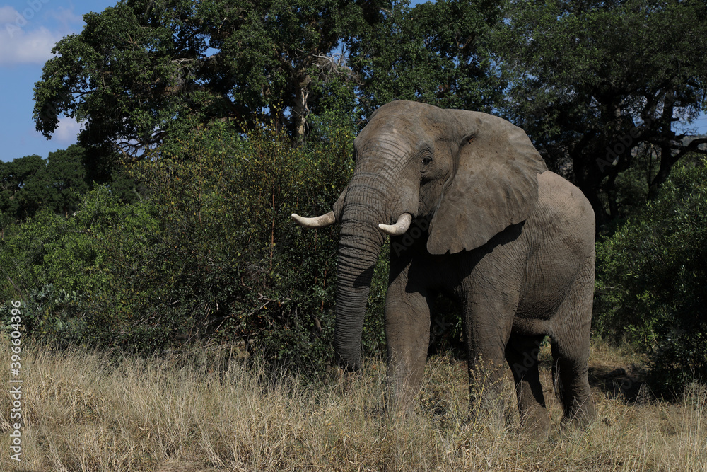 Obraz premium Afrikanischer Elefant / African elephant / Loxodonta africana