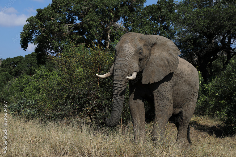 Obraz premium Afrikanischer Elefant / African elephant / Loxodonta africana