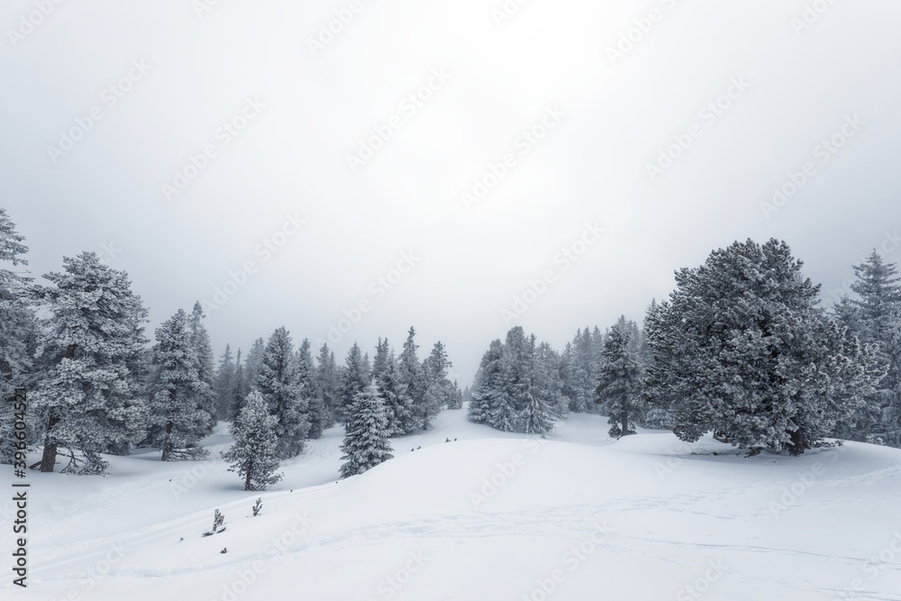 Foggy forest with white snow covered slopes