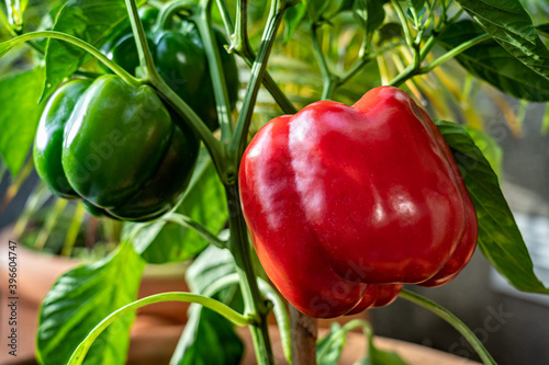Valokuva Red pepper plant on the garden