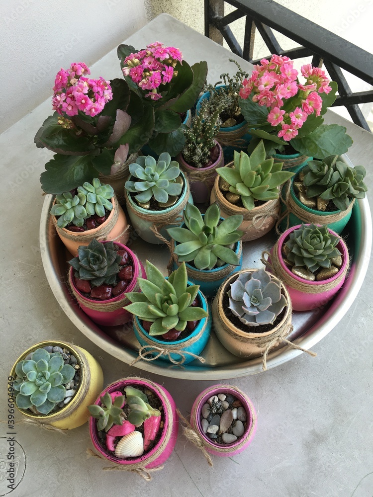 Succulents, lots of succulents, colorful pots gardening, small cactus