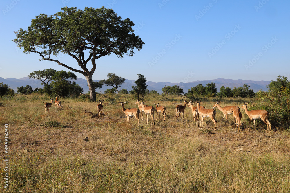 Schwarzfersenantilope / Impala / Aepyceros melampus Schwarzfersenantilope / Impala / Aepyceros melampus
