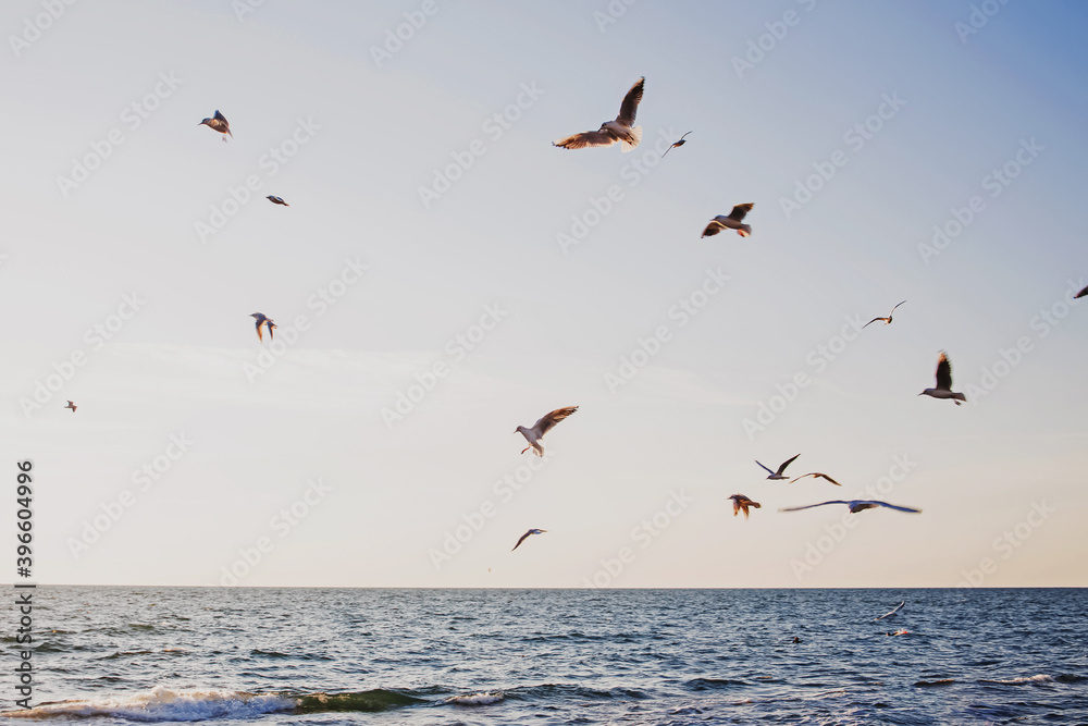 Flock of seagulls over the sunrise sky.