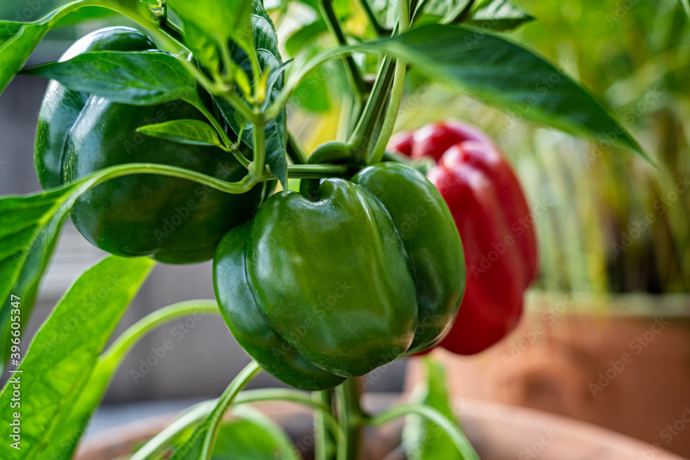 Red pepper plant on the garden