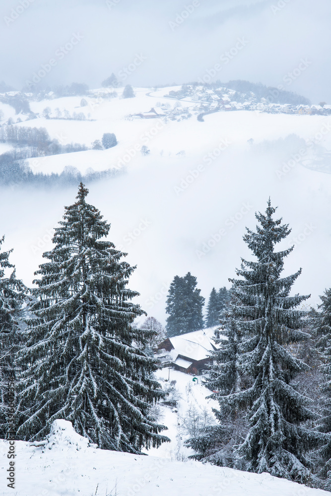 Snow-covered mountain slopes, pine trees in the snow. In the clouds