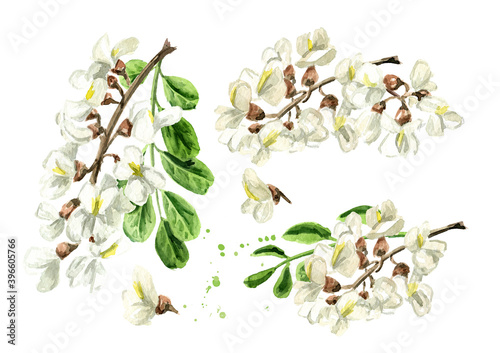Fotografie Blossoming acacia or Sophora Japonica set, cosmetic and medical herb
