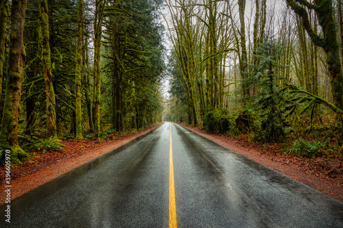 Beautiful View of a Scenic Road in the Green Forest during a rainy fall season day. Taken in Squamish, North of Vancouver, British Columbia, Canada.