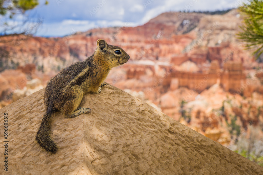 Chipmunk in Bryce Canyon National Park, UTAH Chipmunk in Bryce Canyon National Park, UTAH
