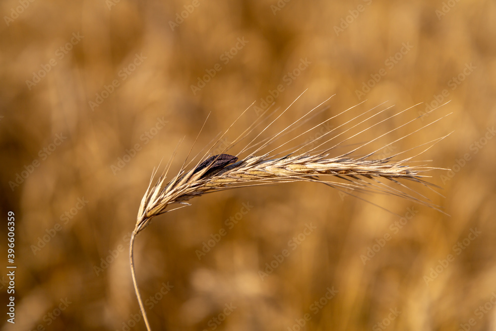 rye with ergot (fungus) in field rye with ergot (fungus) in field