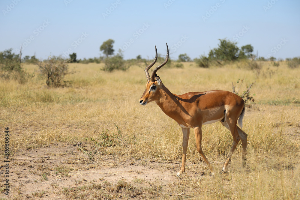 Schwarzfersenantilope / Impala / Aepyceros melampus Schwarzfersenantilope / Impala / Aepyceros melampus