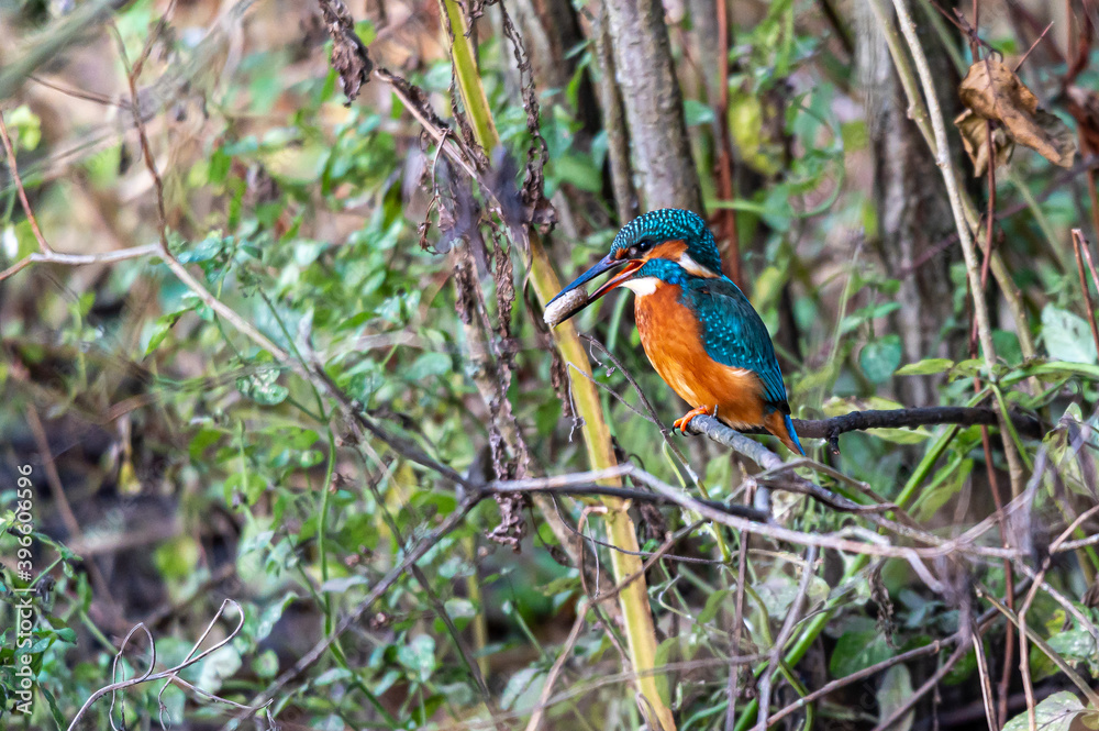 Kingfisher bird, alcedo atthis, coughing up a food pellet