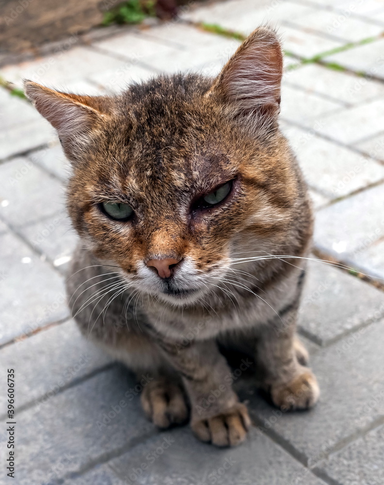 Stray animal cat closeup on the background of paving slabs in summer