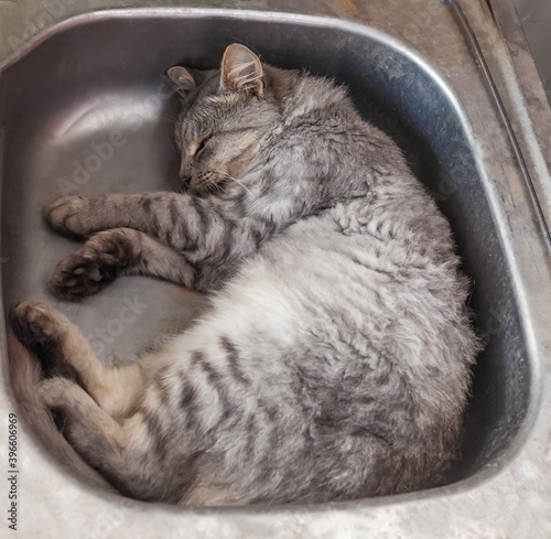 Pet cat close up lying in a metal sink
