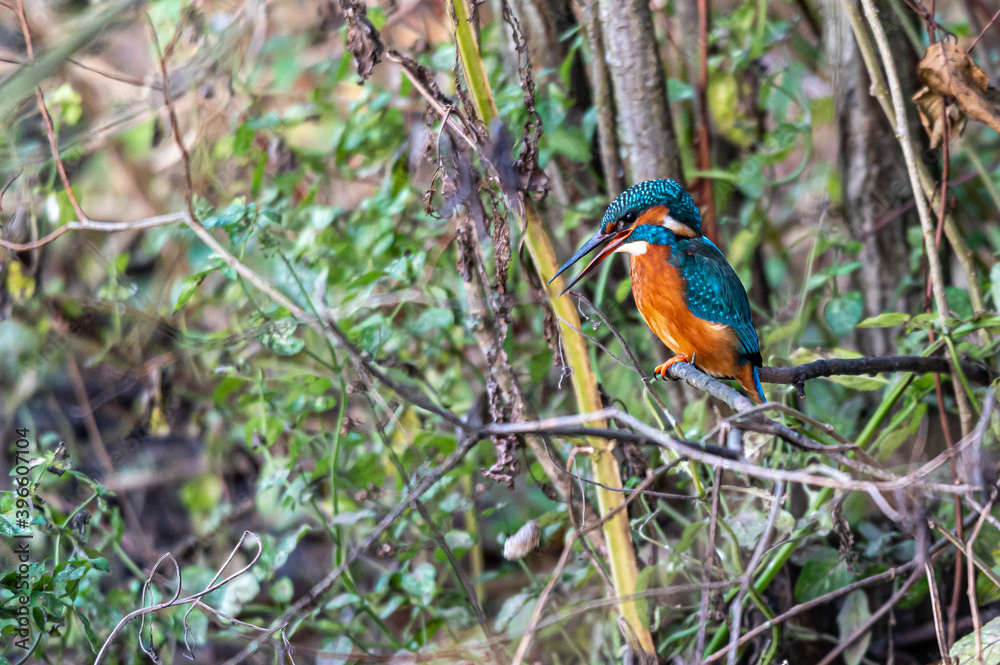 Kingfisher bird, alcedo atthis, coughing up a food pellet Kingfisher bird, alcedo atthis, coughing up a food pellet