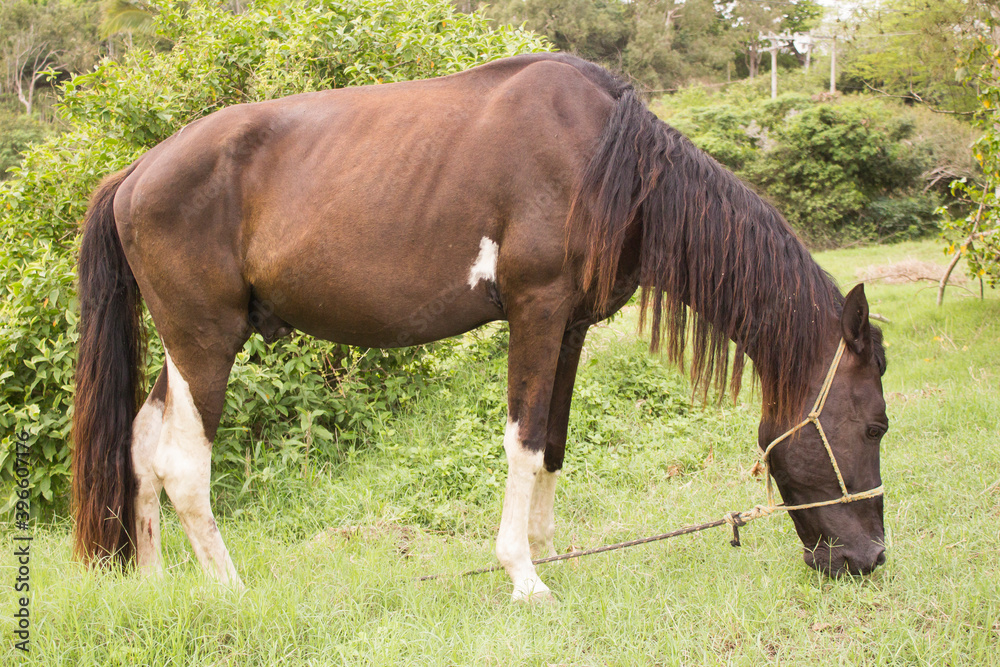 Brown horse tied up eating grass. Single brown local horse tied up eats lush on the green grass meadow in the spring in the wild. Typical brazilian horse.