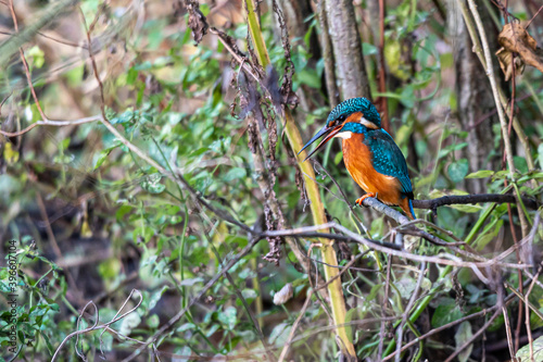 Kingfisher bird, alcedo atthis, coughing up a food pellet © Anders93