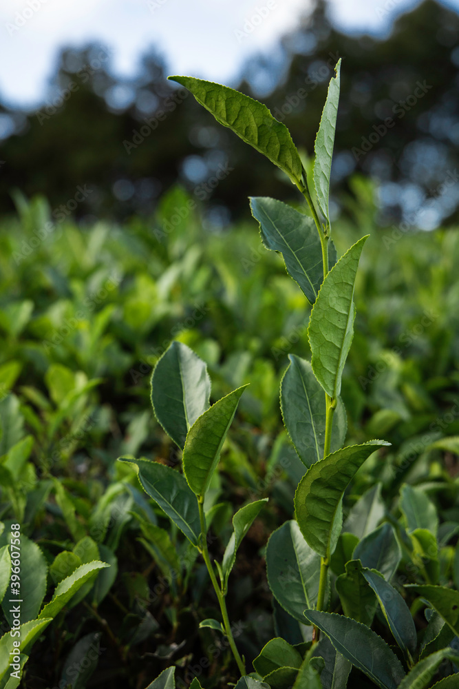 Fototapeta premium Tea plants in a field in Sao Miguel, Azores, Portugal
