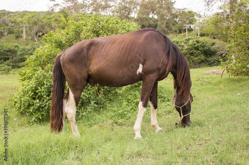 Brown horse tied up eating grass. Single brown local horse tied up eats lush on the green grass meadow in the spring in the wild. Typical brazilian horse.