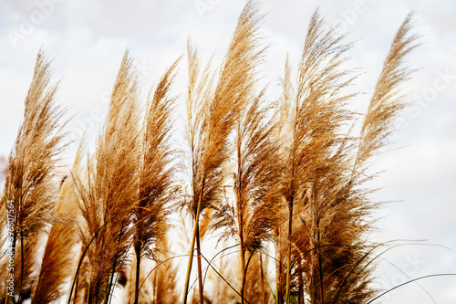 Fototapeta Golden dry reed or pampas grass against the sky