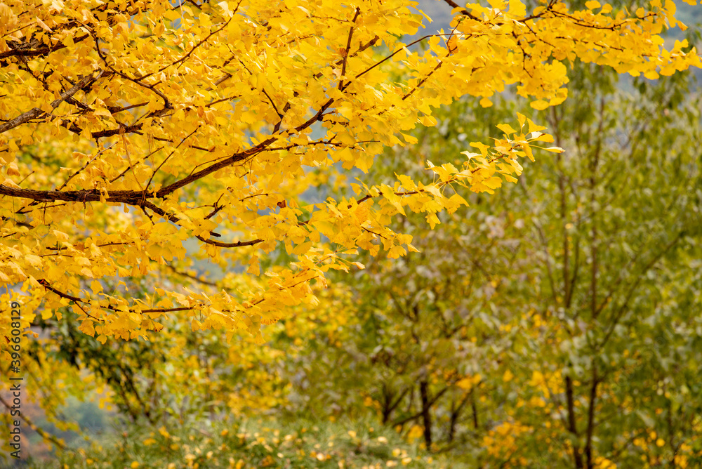 Ginkgo tree in the fall of yellow fallen leaves Ginkgo tree in the fall of yellow fallen leaves