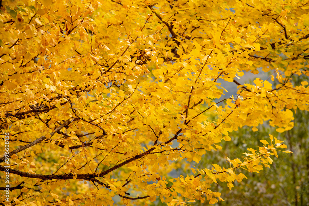Ginkgo tree in the fall of yellow fallen leaves Ginkgo tree in the fall of yellow fallen leaves