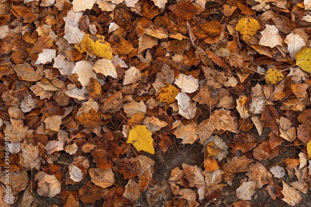Autumn leaves in brown, reddish and orange tones