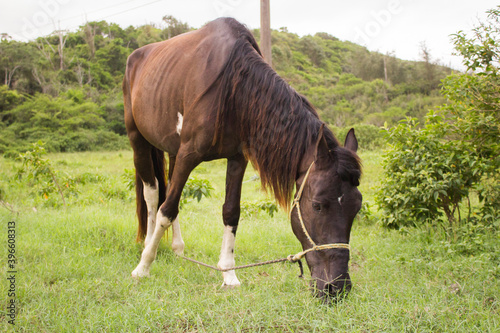 Brown horse tied up eating grass. Single brown local horse tied up eats lush on the green grass meadow in the spring in the wild. Typical brazilian horse.
