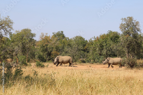 Breitmaulnashorn / Square-lipped rhinoceros / Ceratotherium Simum