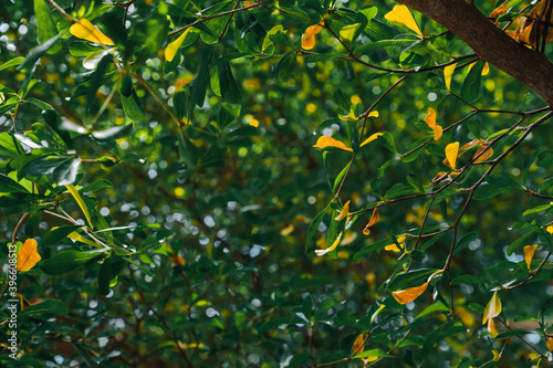 Yellow leaves among the green leaves on the trees during the day. The trees are beginning to defoliation.