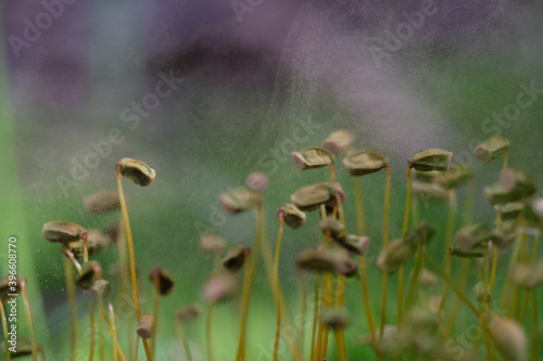 Polytrichaceae is a common family of mosses in close-up. The moment the spore mist is ejected. Extreme macro. Spring time. Forest. Natural background.