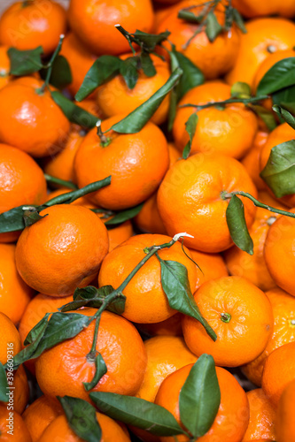 Vertical top view detail of large group of ripe mandarin orange (Citrus reticulata) with stem and green leaves attached.